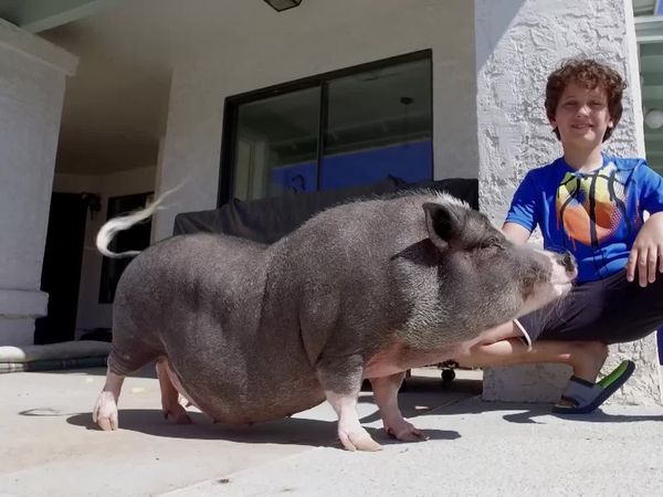 Cães de Terapia - Bonny & Carson, Julian & Maggie