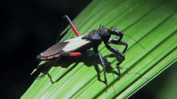 América Latina Selvagem - Amazônia: uma selva, muitos mundos