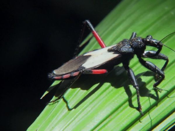 América Latina Selvagem - Amazônia: uma selva, muitos mundos