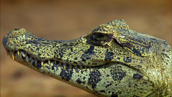 América Latina Selvagem - Pantanal: o coração selvagem do Brasil