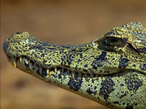América Latina Selvagem - Pantanal: o coração selvagem do Brasil