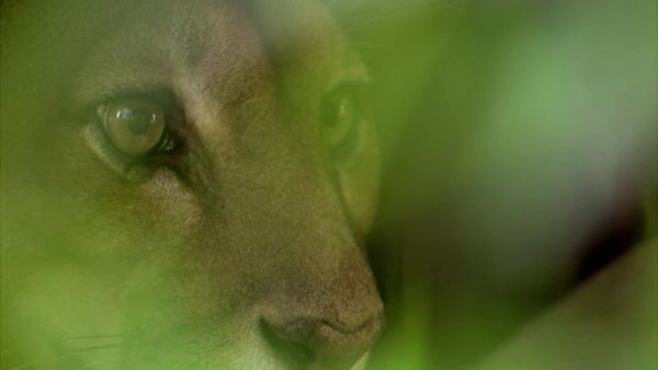 América Latina Selvagem - Venezuela: os tesouros do El Dorado