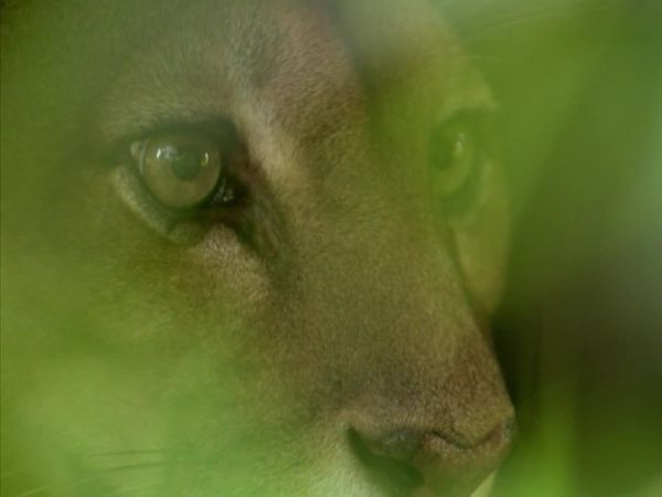 América Latina Selvagem - Venezuela: os tesouros do El Dorado