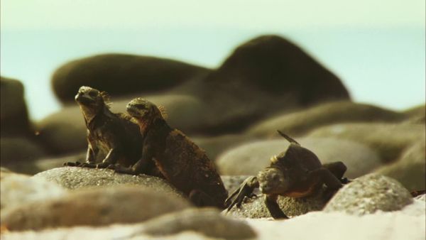 Ilhas Indômitas - Galápagos: o Éden de Darwin