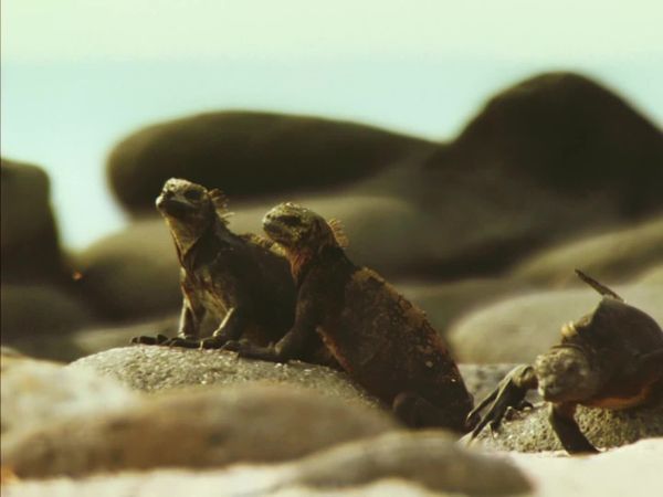 Ilhas Indômitas - Galápagos: o Éden de Darwin