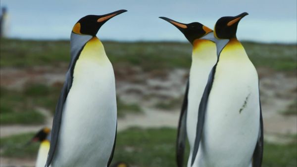 Ilhas Indômitas - Ilhas Malvinas: Paraíso dos pinguins