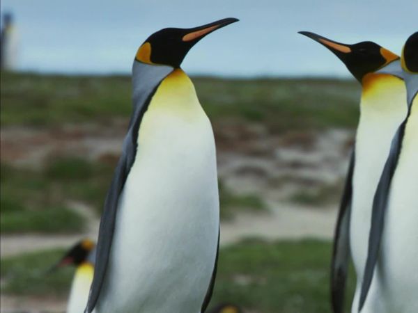 Ilhas Indômitas - Ilhas Malvinas: Paraíso dos pinguins