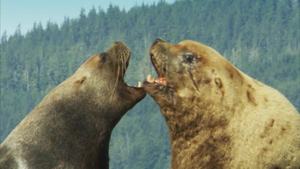 Ilhas Indômitas - Ilha de Vancouver: Rios da Vida