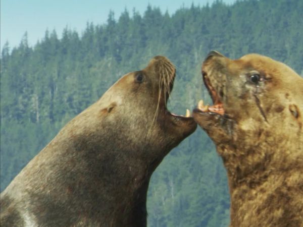 Ilhas Indômitas - Ilha de Vancouver: Rios da Vida