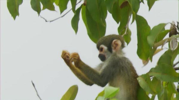 Ilhas Indômitas - Ilhas do Rio Amazonas: A Floresta Flutuante