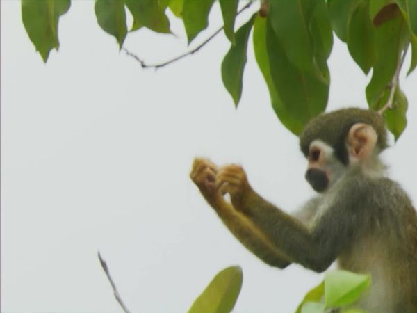 Ilhas Indômitas - Ilhas do Rio Amazonas: A Floresta Flutuante