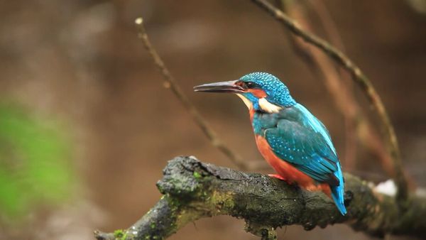 Animais em Foco - Os Pássaros Arco-Íris