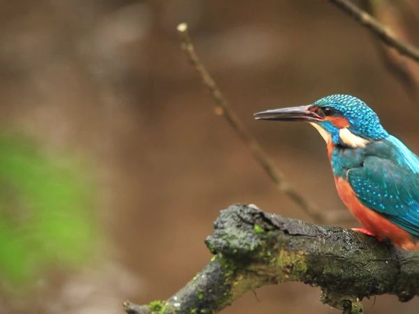 Animais em Foco - Os Pássaros Arco-Íris