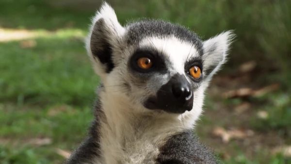 Animais em Foco - No Mundo das Emoções