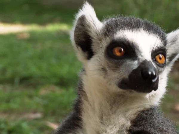 Animais em Foco - No Mundo das Emoções