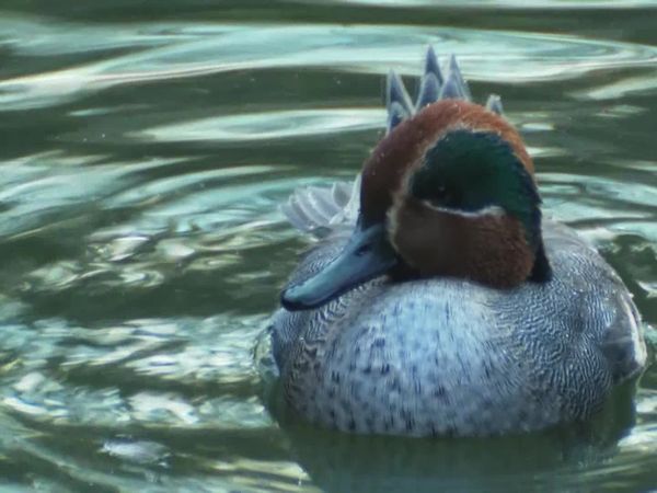Animais em Foco - Salão de Beleza Animal