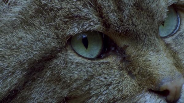 Animais em Foco - Criaturas da Noite