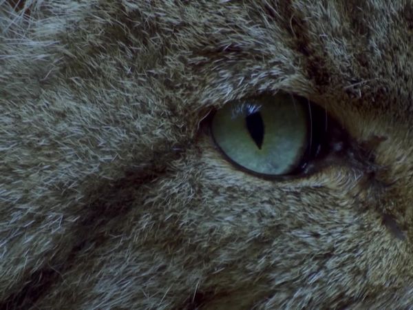 Animais em Foco - Criaturas da Noite