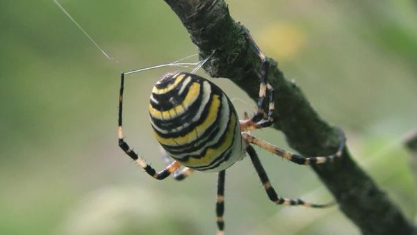 Animais em Foco - Mestres da Bioengenharia