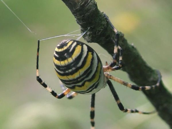 Animais em Foco - Mestres da Bioengenharia