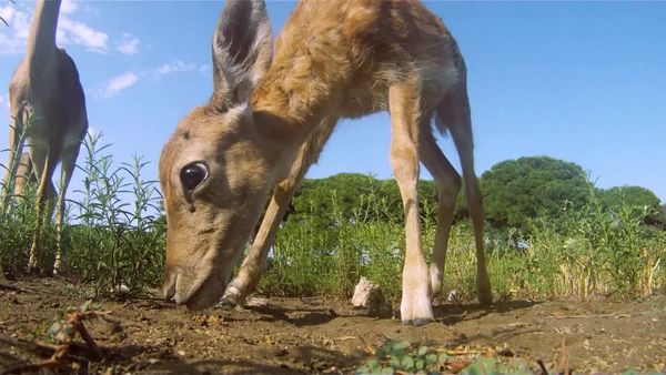 Animais em Foco - Pais Atenciosos