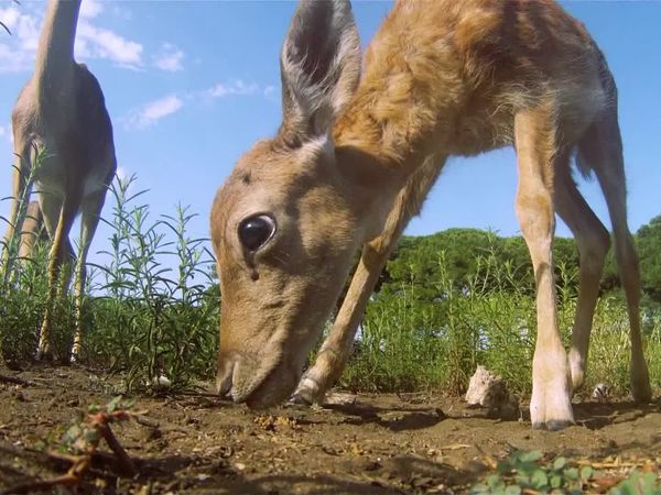 Animais em Foco - Pais Atenciosos