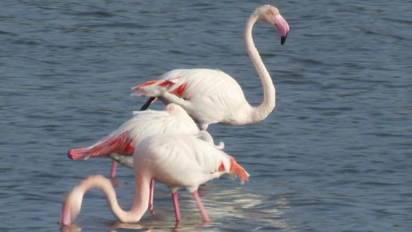 Animais em Foco - Viagens e Transportes