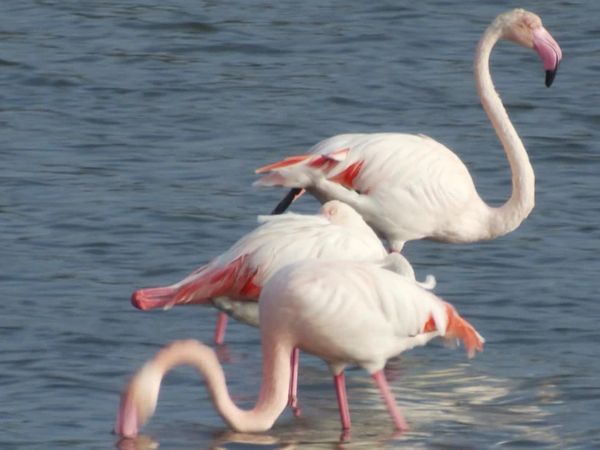 Animais em Foco - Viagens e Transportes