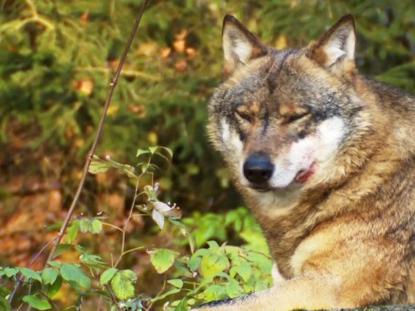 Animais em Foco - Além do Bem e do Mal