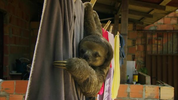 World's Wildest City: Manaus - Preguiça Shoc