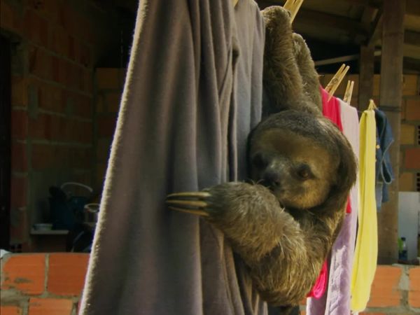 World's Wildest City: Manaus - Preguiça Shoc