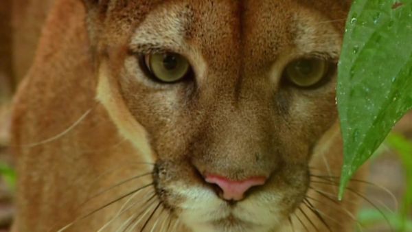 World's Wildest City: Manaus - Felinos grandes