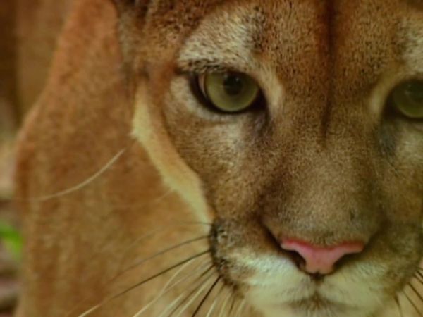 World's Wildest City: Manaus - Felinos grandes