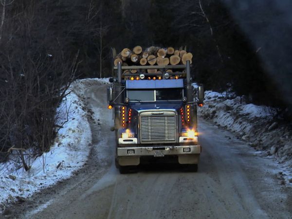 Nerves Of Steel - Forest Worker