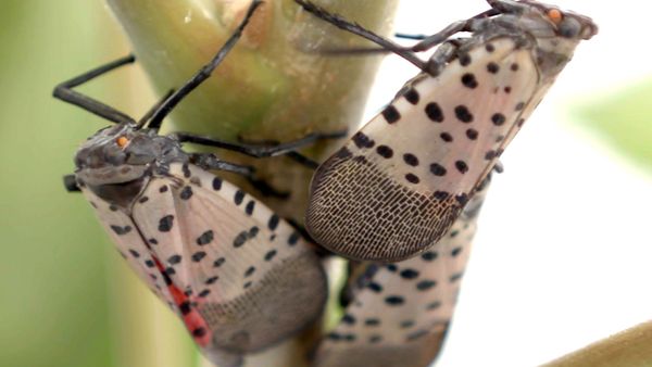 Xploration Awesome Planet - Invasive Species