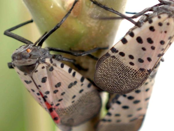 Xploration Awesome Planet - Invasive Species