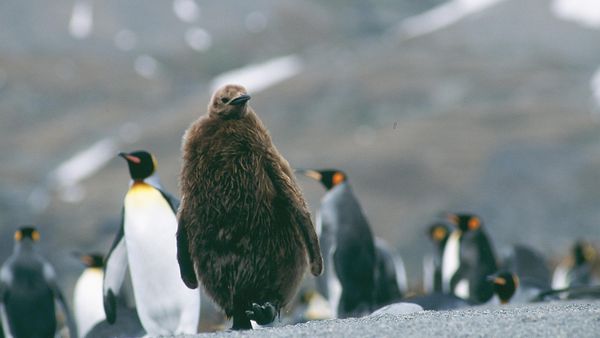 Aislados, una historia de supervivencia - Islas del frío