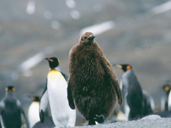 Aislados, una historia de supervivencia - Islas del frío