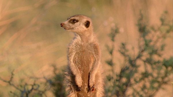Andy's Wild Adventures - Meerkats