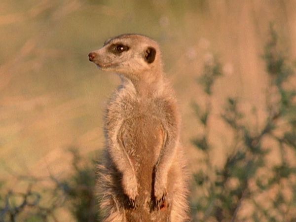 Andy's Wild Adventures - Meerkats