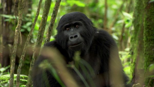 Andy's Wild Adventures - Mountain Gorillas