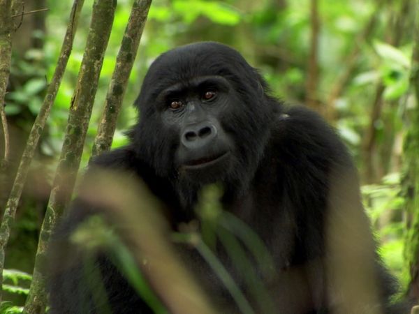 Andy's Wild Adventures - Mountain Gorillas
