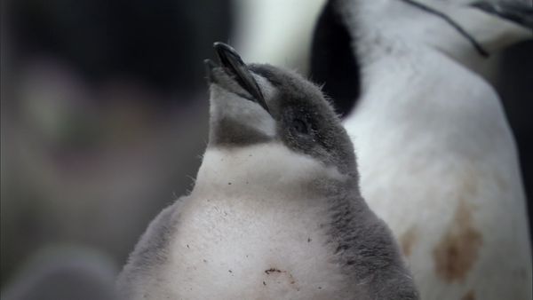 Andy's Wild Adventures - Chinstrap Penguins