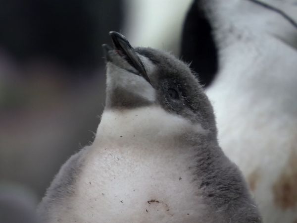 Andy's Wild Adventures - Chinstrap Penguins