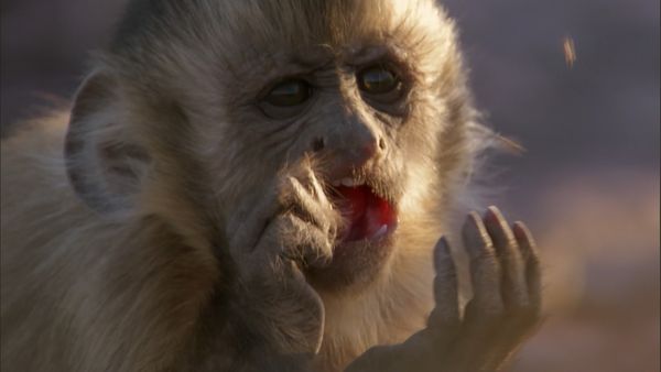 Andy's Wild Adventures - Capuchin Monkeys