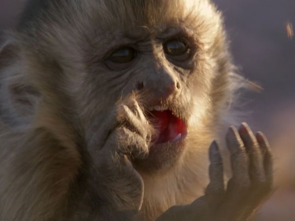 Andy's Wild Adventures - Capuchin Monkeys
