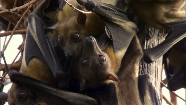 Andy's Wild Adventures - Fruit Bats