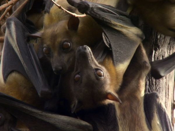 Andy's Wild Adventures - Fruit Bats