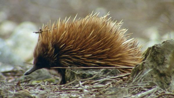 Andy's Wild Adventures - Australian Adventure