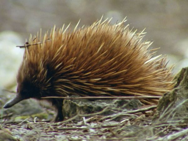 Andy's Wild Adventures - Australian Adventure